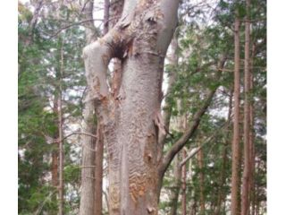 https://mtshizen.togakuren.com/frepo/img/p20140202tree.jpg